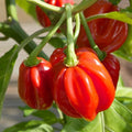 Red Scotch Bonnet Pepper Seeds | Heirloom Non-GMO | Capsicum chinense | 1007