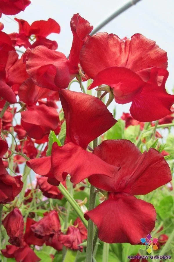 George McAra Sweet Pea Seeds - 50+ Pack for Garden Planting - Lathyrus odoratus - USA, Free Shipping