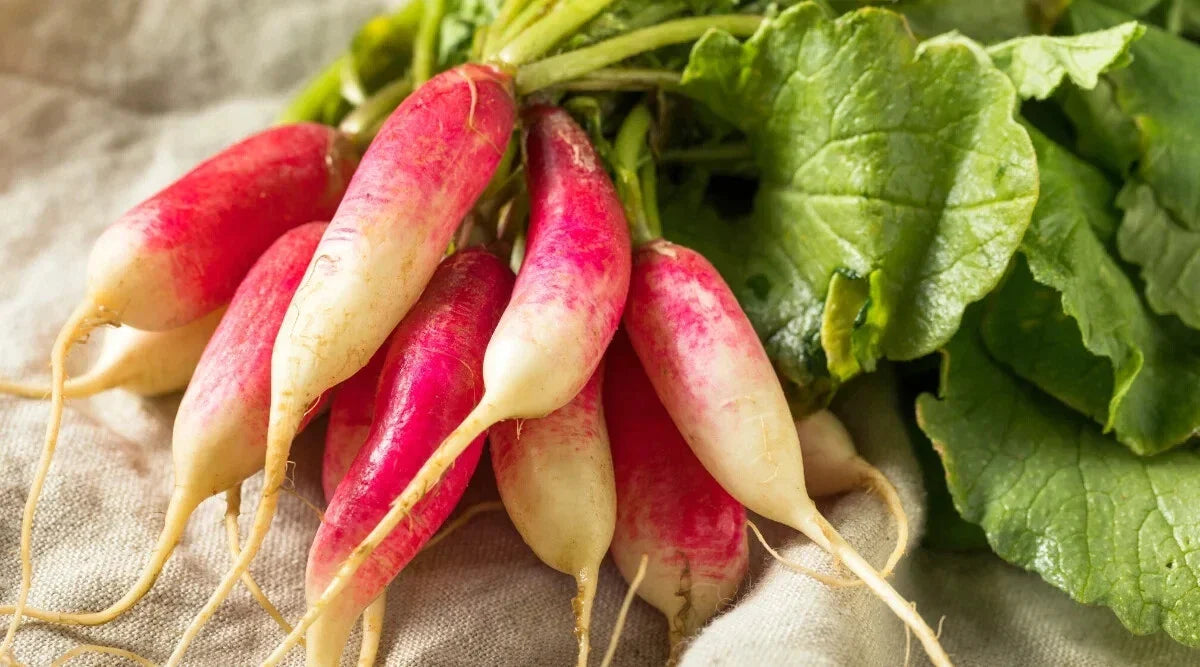 French Dressing Radish Seeds, 500+ Pack, Garden Planting, Raphanus sativus, USA - Free Shipping
