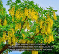 Golden Chain Tree Seedling - Live Potted Plant - Laburnum anagyroides - Ornamental Tree with Yellow Flowers