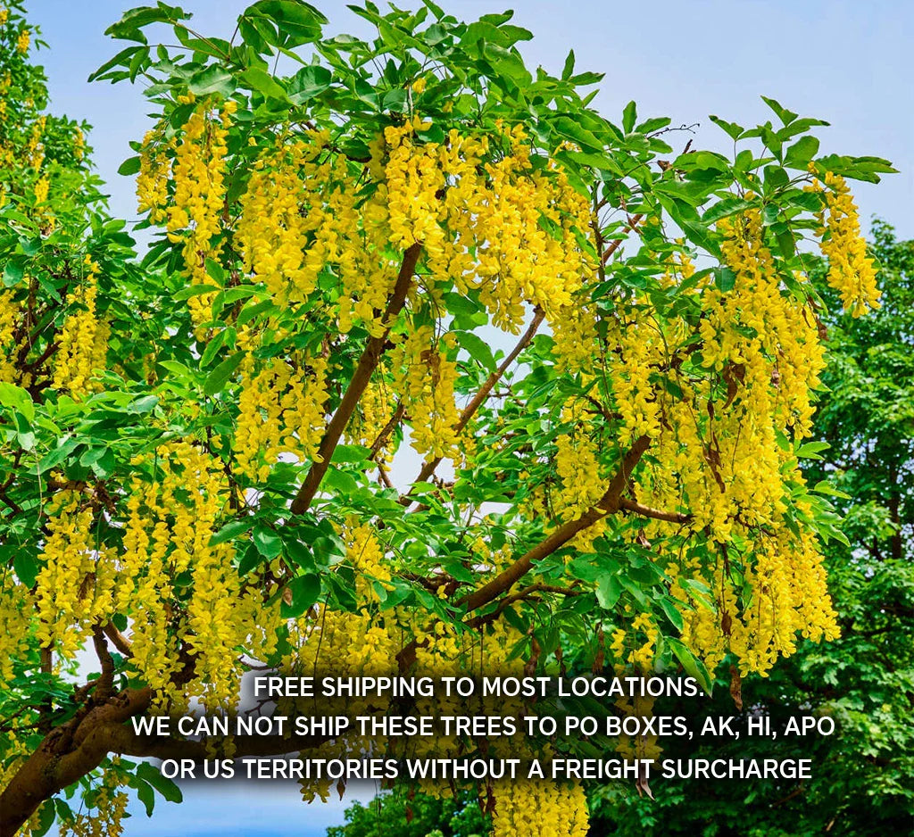 Golden Chain Tree Seedling - Live Potted Plant - Laburnum anagyroides - Ornamental Tree with Yellow Flowers