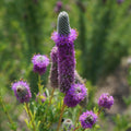 Purple Prairie Clover Plant - Violet Flowering, Attracts Pollinators - Dalea purpurea - Free Shipping