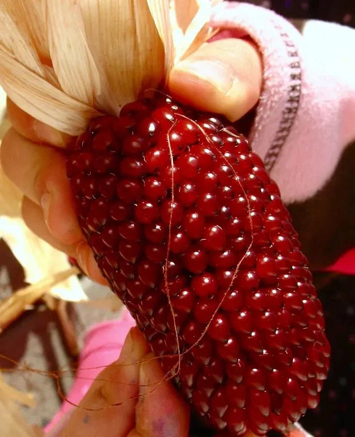 30+ Strawberry Ruby Corn Seeds - Heirloom Organic Popcorn - Sweet Rare Variety - Zea mays everta