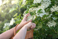 Fresh Elderberry Cuttings - Easy to Grow - Sambucus nigra - Perfect for Gardening and Landscaping
