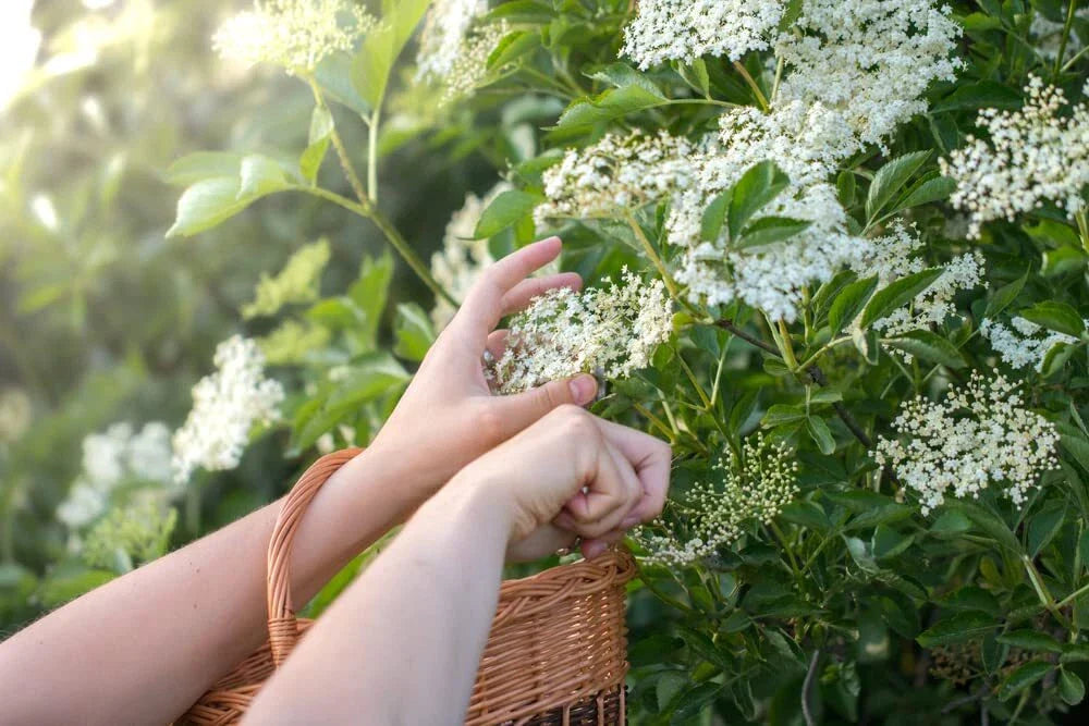 Fresh Elderberry Cuttings - Easy to Grow - Sambucus nigra - Perfect for Gardening and Landscaping
