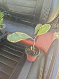Peperomia Clusiifolia Jelly Plant 3.5" Pot Green Pink White Variegated Indoor Houseplant