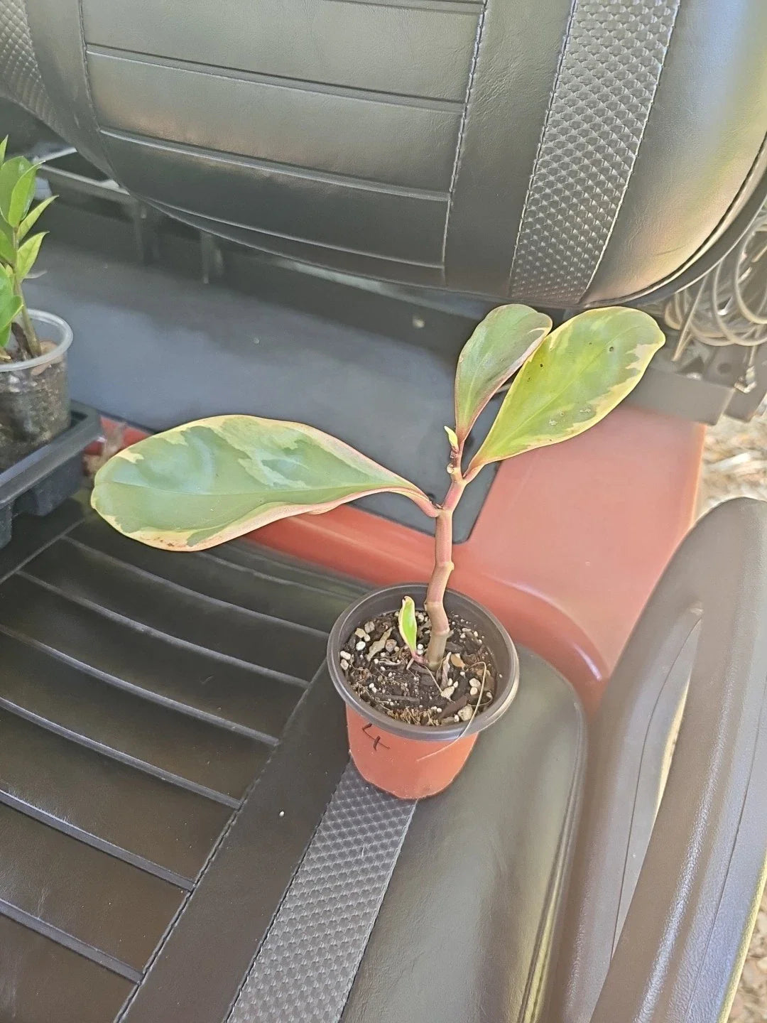 Peperomia Clusiifolia Jelly Plant 3.5" Pot Green Pink White Variegated Indoor Houseplant