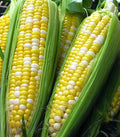 Sweet Corn Seeds - 15+ Peaches and Cream Hybrid Bicolor - Full Season Crop - Zea mays