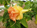 Tsunami Angel Trumpet Seeds - 10 Pack - Brugmansia Datura - USA Grown Flower Seeds