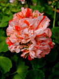 Orange White Geranium Seeds - 10 Perennial Flower Seeds - Geranium maculatum - US Seller