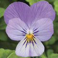Viola Seeds 50 Pack Endurio Lavender Flower Seeds (Viola spp.) - Perfect for Garden or Container Planting