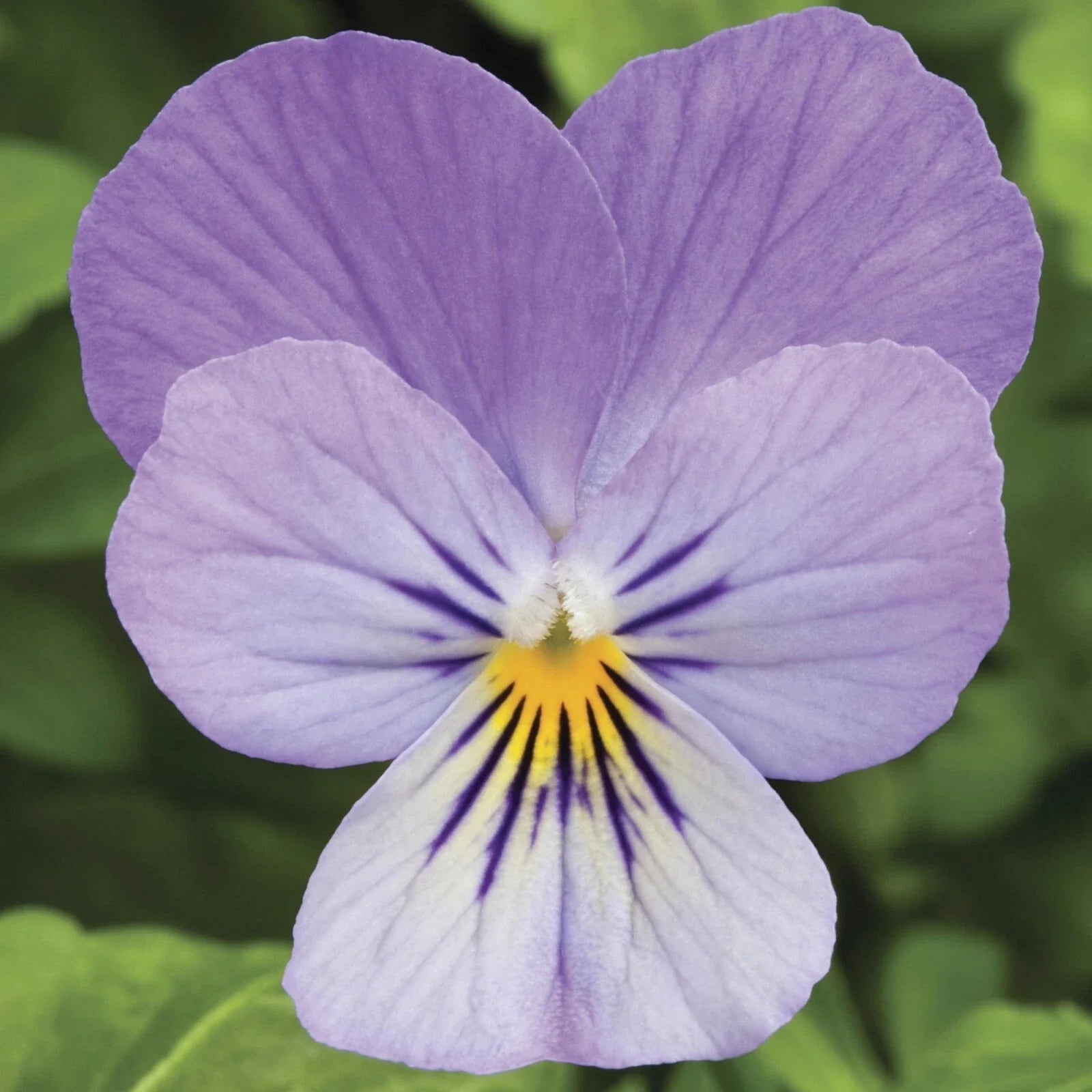 Viola Seeds 50 Pack Endurio Lavender Flower Seeds (Viola spp.) - Perfect for Garden or Container Planting