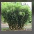 Fountain Bamboo Plant - 18-24” Clumping Non-Invasive Cold Hardy - Fargesia