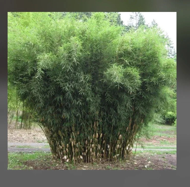 Fountain Bamboo Plant - 18-24” Clumping Non-Invasive Cold Hardy - Fargesia