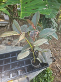 Variegated Rubber Plant Tree 14"-16" Ficus Elastica Tineke Ruby - Indoor Houseplant