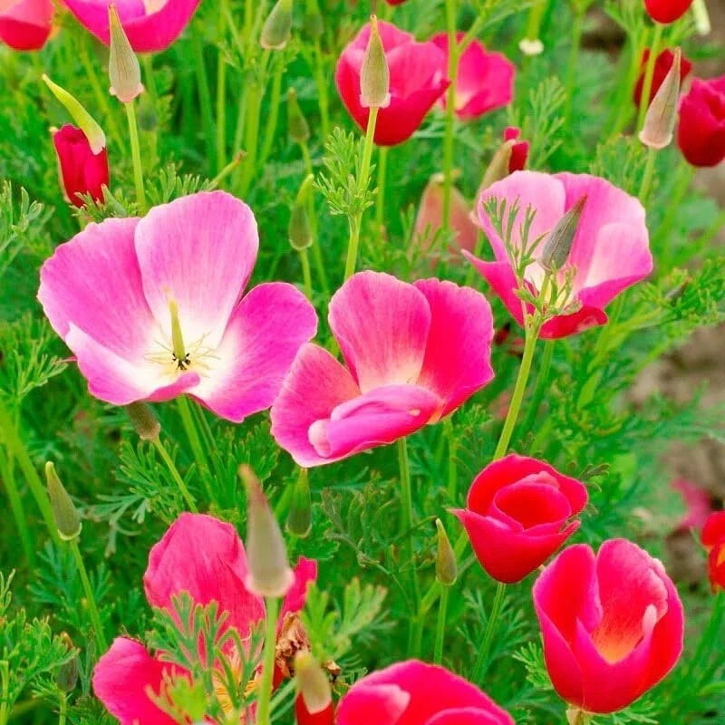 Poppy Flower Seeds 50 Seeds Carmine King Papaver rhoeas