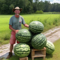 Florida Giant Watermelon Seeds - Heirloom Non-GMO Organic - 12 Count - Rare Variety