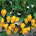 Trinidad Perfume Pepper Seeds - 10 Seeds for Planting - Capsicum chinense - Grow Your Own Spicy Peppers