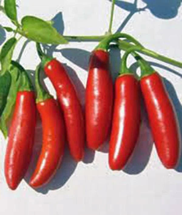 Serrano Pepper Seeds, 500 Count, Heirloom, Non-GMO, Hot Chile Peppers, Capsicum annuum