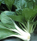 Pechay Seeds 200+ Pack | Chinese Cabbage | Pak Choi | Non-GMO | Brassica rapa subsp. chinensis