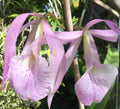 Bc Jenosa Orchid Plant - Super Bare Root Nodosa Variety - Tropical Orchid for Home and Garden Care