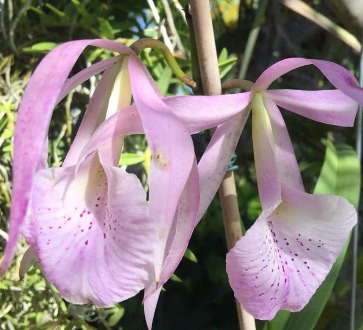 Bc Jenosa Orchid Plant - Super Bare Root Nodosa Variety - Tropical Orchid for Home and Garden Care