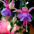 Fuchsia Seeds 50pcs/bag Potted Flowers Bonsai Seeds Fuchsia magellanica