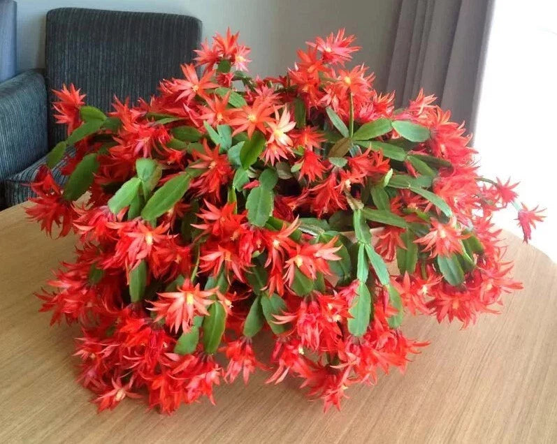 Red Easter Cactus Live Plant - 3" Pot - 5-6" Tall - Rhipsalidopsis Gaertneri - Spring Blooming Cactus