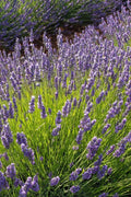 Phenomenal Lavender Plant 4' in Pot Purple-Blue Flowers Lavandula x intermedia Cold-Hardy Pollinator-Friendly
