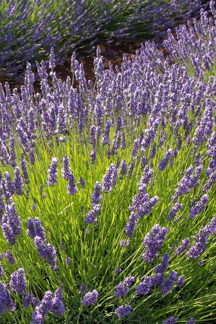 Phenomenal Lavender Plant 4' in Pot Purple-Blue Flowers Lavandula x intermedia Cold-Hardy Pollinator-Friendly