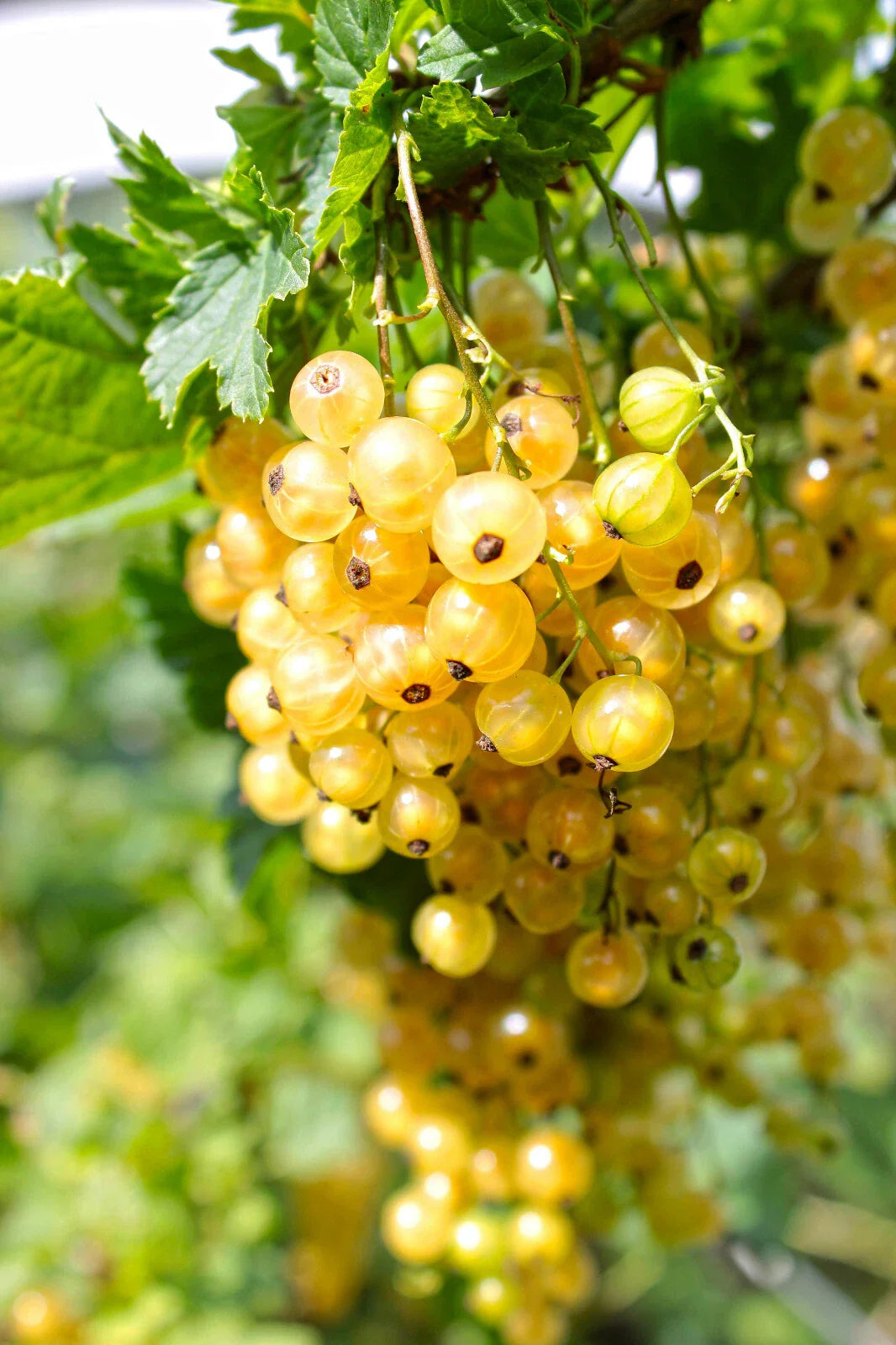 Golden Currant Berry Seeds - 20 Pack, Edible Fruit Bush, Ribes Aureum, Organic Gardening, Home Garden Planting