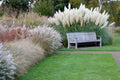 Giant White Pampas Grass Seeds - 100 Seeds - Ornamental Grass for Landscaping - Cortaderia selloana