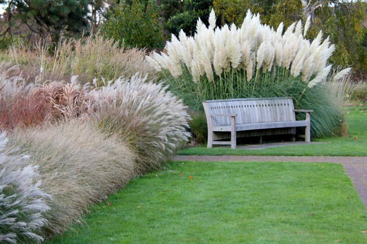 Giant White Pampas Grass Seeds - 100 Seeds - Ornamental Grass for Landscaping - Cortaderia selloana