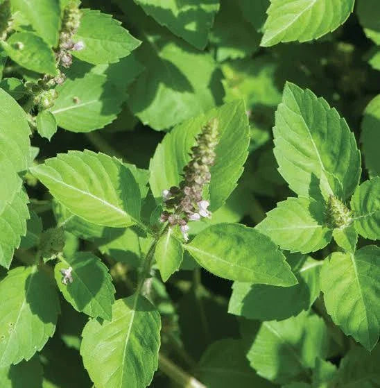 Holy Basil Seeds 200+ Green Leaf Herb, Ocimum Sanctum, Medicinal, Non-GMO, USA, Free Shipping