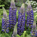 Governor Lupine Seeds - 25+ Pack - Blue Flowering - Lupinus polyphyllus - Ideal for Garden Planting - USA