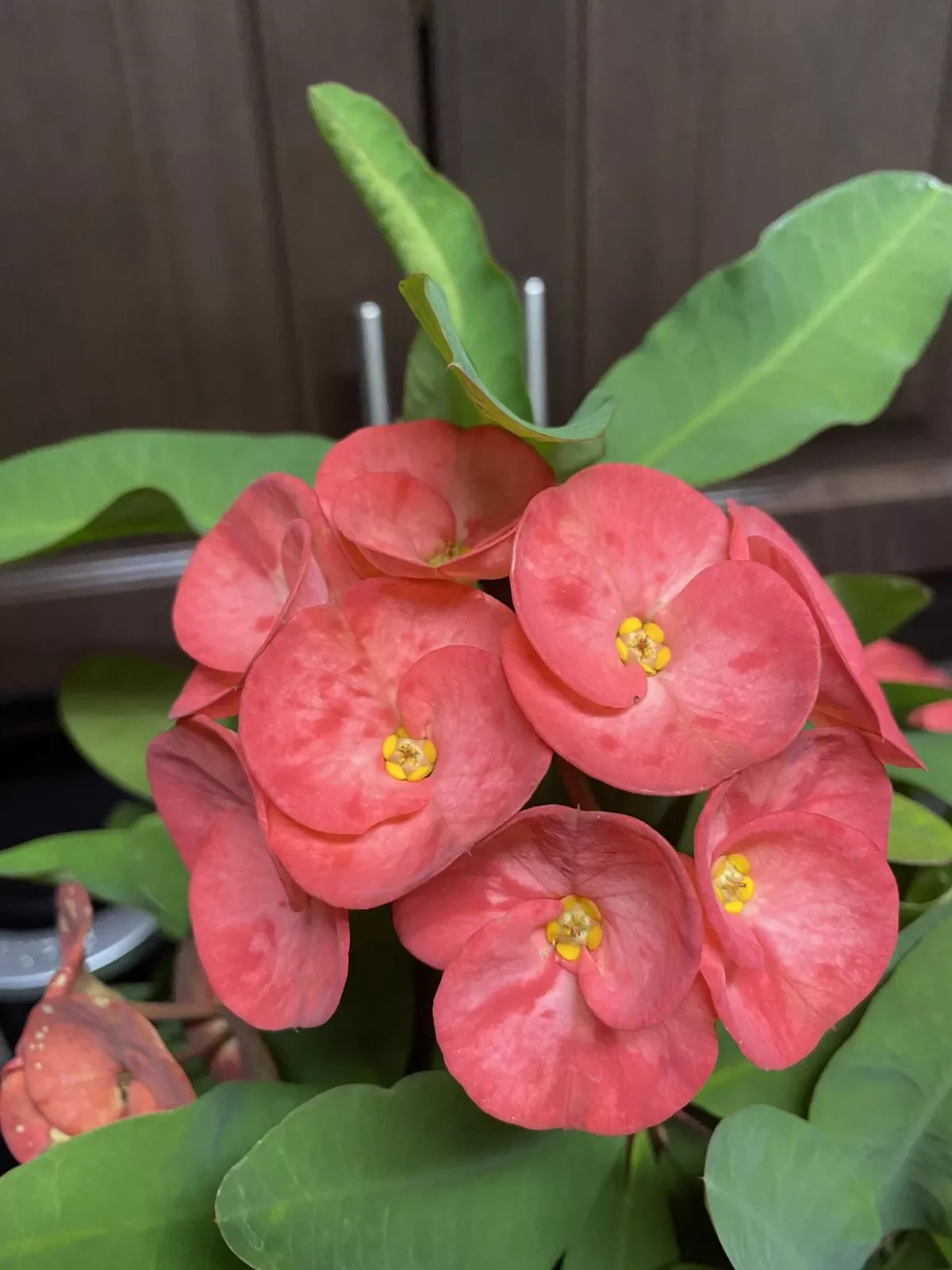 Coral Pink Crown of Thorn Cutting - Large Bloom (1 Count) - Euphorbia milii