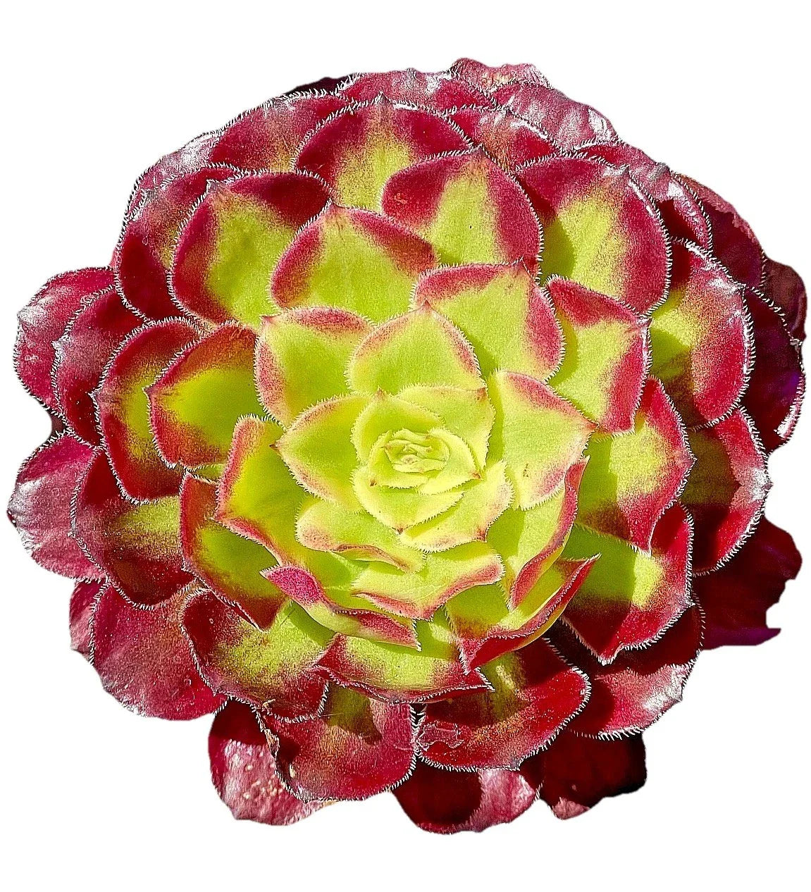 Rare Variegated Aeonium Mardi Gras Succulent Cutting 3-4 Inches - Live Plant for Home Decor, Garden, or Collection