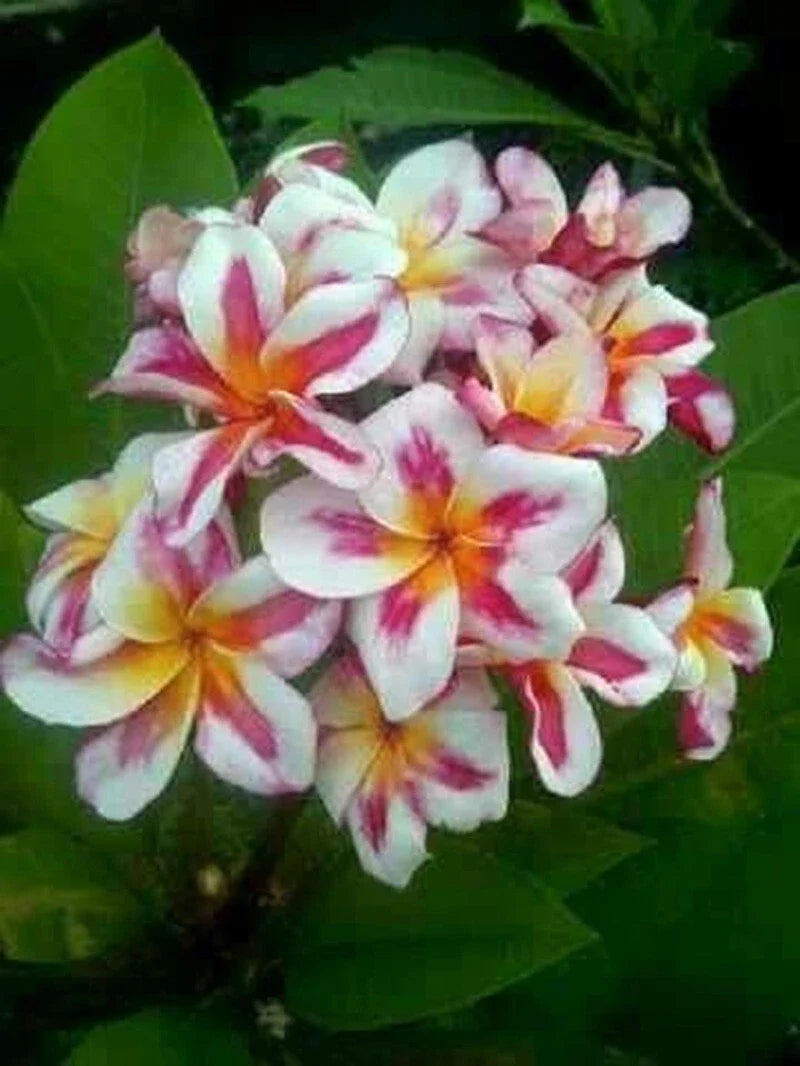 Plumeria Seeds - 5 Pack Pink Yellow White Hawaiian Perennial Bloom - Frangipani