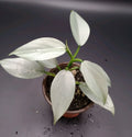 Philodendron Silver Sword Plant, 3.5" Pot, Rare Tropical Houseplant, Philodendron hastatum