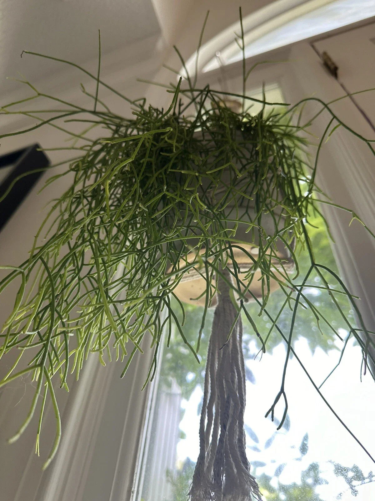 Mistletoe Cactus Cutting | Rhipsalis baccifera | Unique Indoor Plant Decoration