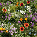 Wildflower Mix Seeds - Beneficial Insectary Blend - Heirloom 1000 Seeds - Pollinator-Friendly Garden Flowers