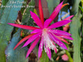 Epiphyllum Cuttings - Unrooted 8-10 inches - Elke Paetz Variety - Cactus Plant for Propagation and Gardening