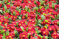 Primula Mala Seeds - 100 Count - Red GL - Primula mala - Hardy Perennial Flower Seeds for Gardening