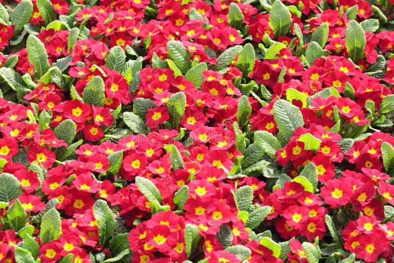 Primula Mala Seeds - 100 Count - Red GL - Primula mala - Hardy Perennial Flower Seeds for Gardening