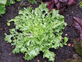 Lettuce Seeds - 50 Heirloom Non-GMO Endive Broadleaf Batavian Seeds - Organic Garden Vegetable