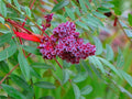 Winged Sumac Seeds 30 Count - Rhus copallinum - Native Plant Seeds for Gardening and Landscaping