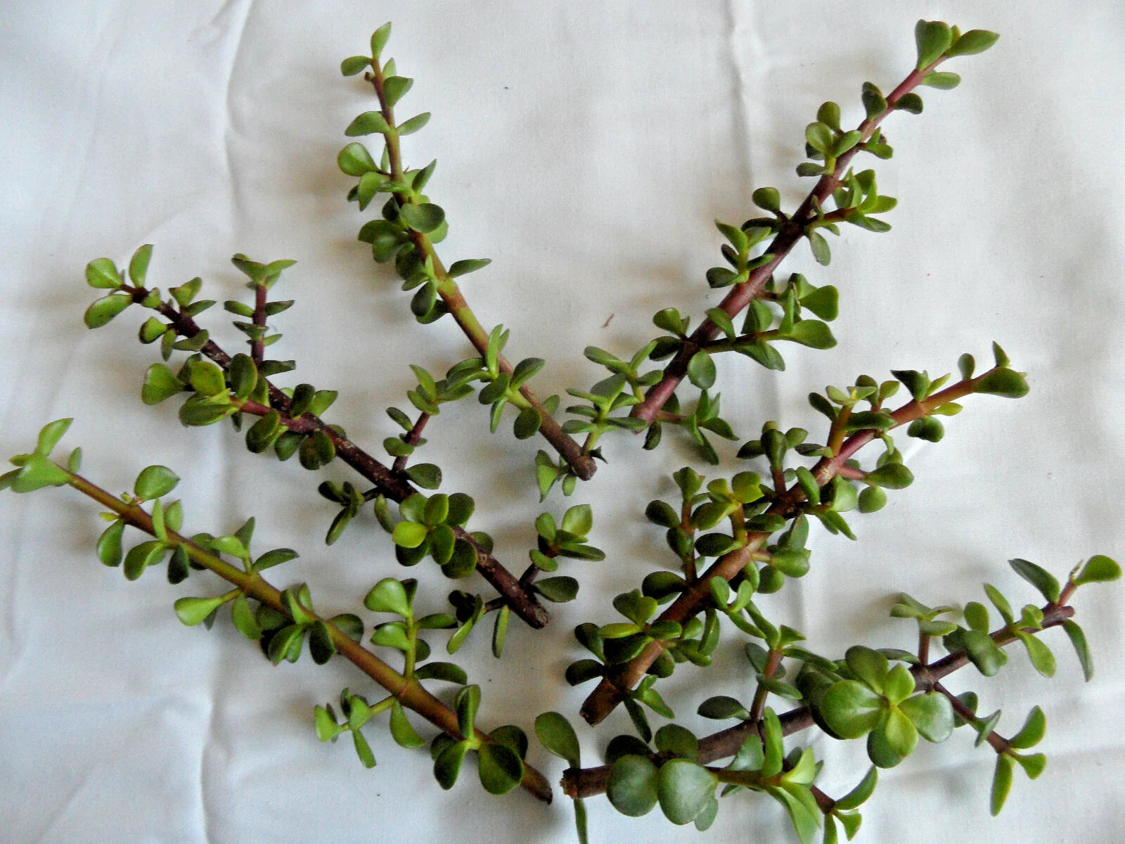 Lot of 6 Portulacaria afra Cuttings - Fresh Spekboom with Red Stems - 6" Length - Succulent Plant