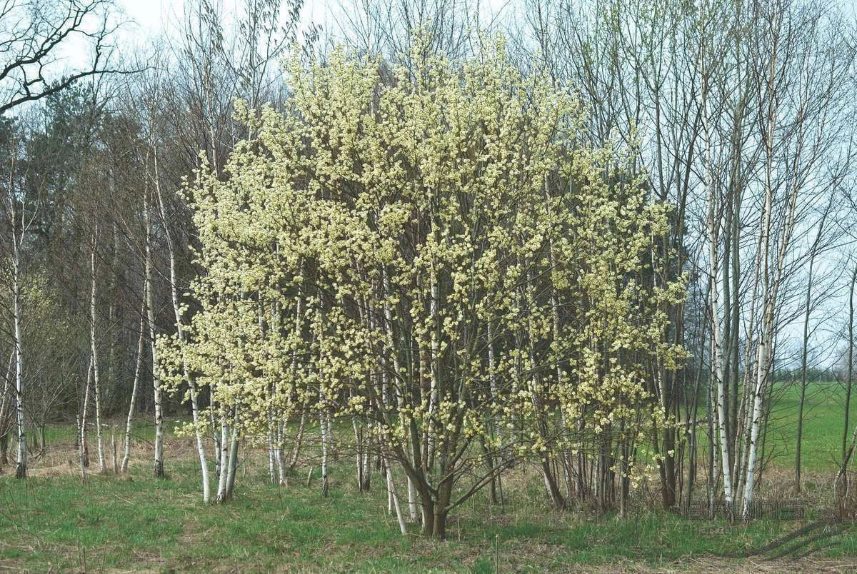 Pink Pussy Willow Live Plant 18+ Inches - Salix discolor 'Rosea' Shrub