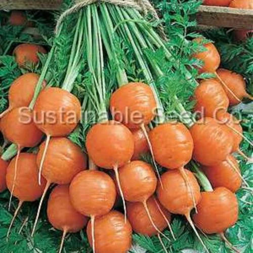 Tonda di Parigi Carrot Seeds - 1000+ Seeds for Garden Planting - Daucus carota - USA