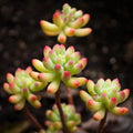 Rare Succulent Sedum pachyphyllum Live Plant - Fully Rooted 2-Inch Gift Decor - Unique Green Foliage